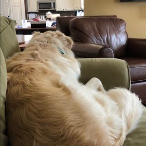 Meet your Posher, Lilli